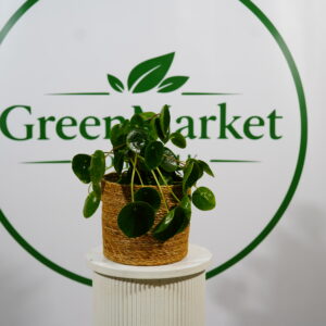 PILEA PARA ÇİÇEĞİ 35-40 CM