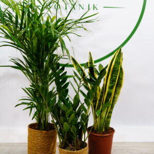 KAMPANYALI BİTKİ SETİ; ARECA, SANSEVERIA, ZAMIO