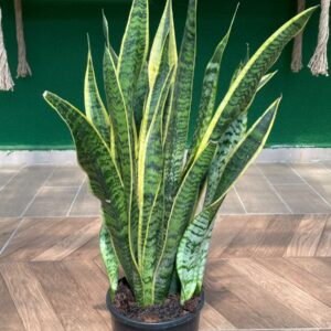 SANSEVERİA PAŞA KILICI 60-80 CM
