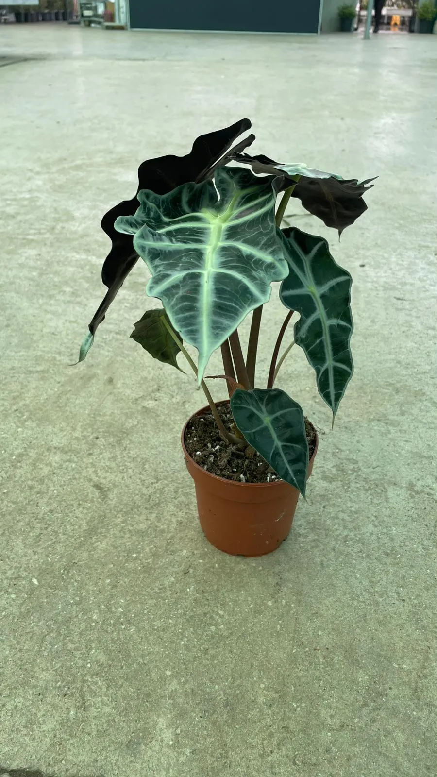 ALOCASİA FİL KULAĞI - 40-50CM - Görsel 2
