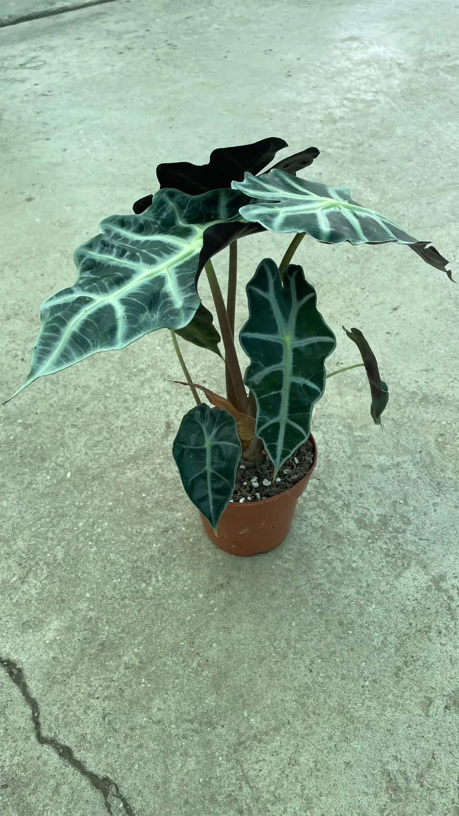 ALOCASİA FİL KULAĞI - 40-50CM - Görsel 3