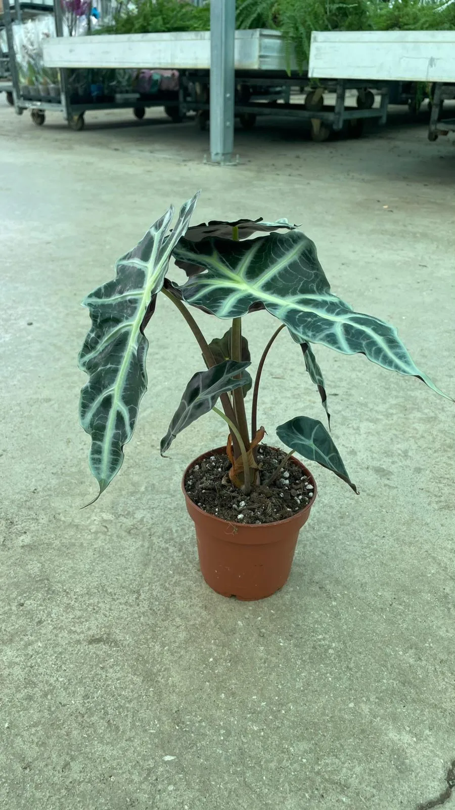 ALOCASİA FİL KULAĞI - 40-50CM - Görsel 4