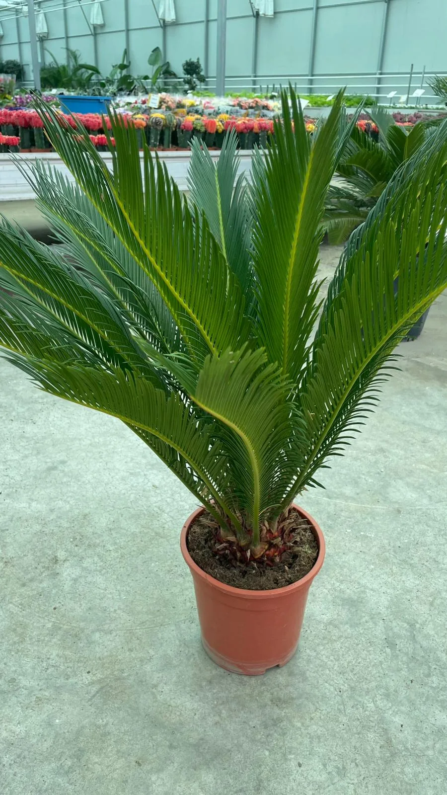 CYCAS JAPON SAGO PALMİYESİ P19 - Görsel 4