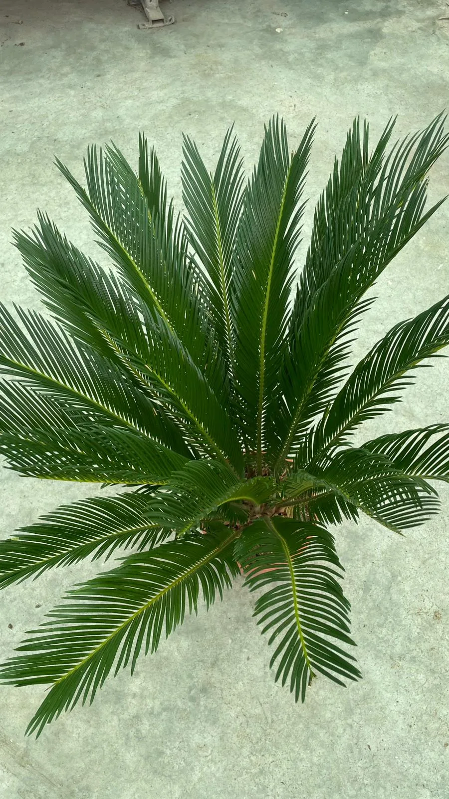 CYCAS JAPON SAGO PALMİYESİ P19 - Görsel 3