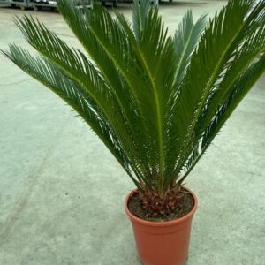 CYCAS JAPON SAGO PALMİYESİ P19