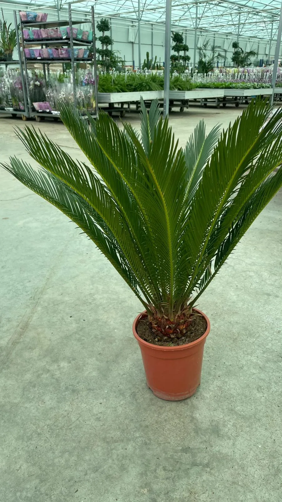 CYCAS JAPON SAGO PALMİYESİ P19
