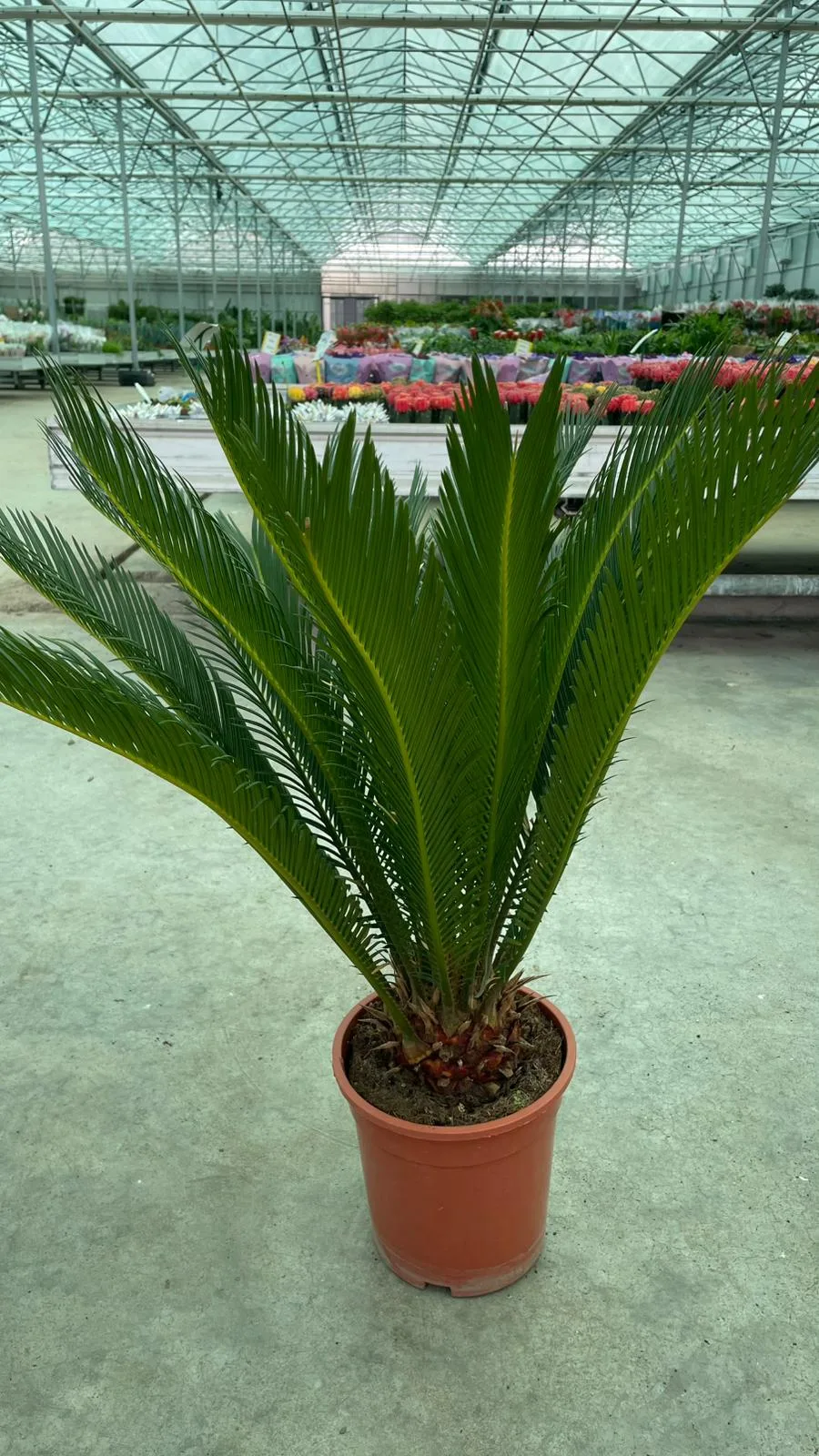 CYCAS JAPON SAGO PALMİYESİ P19 - Görsel 2
