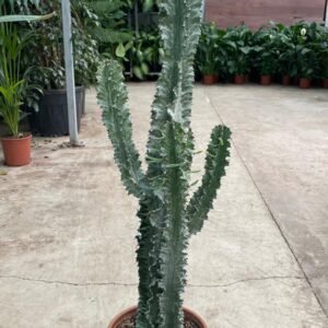 EUPHORBIA INGENS ALACALI KAKTÜS 120-140CM