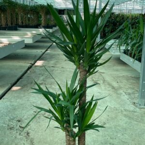 YUCCA 3 GÖVDELİ 120-140CM