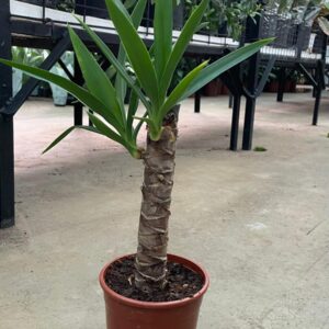 YUCCA TEK GÖVDE 30-50CM