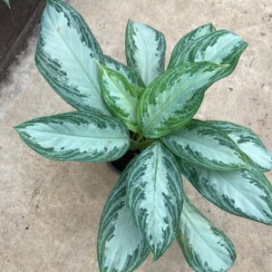 AGLAONEMA ÇİN HERDEM YEŞİL 60-70CM