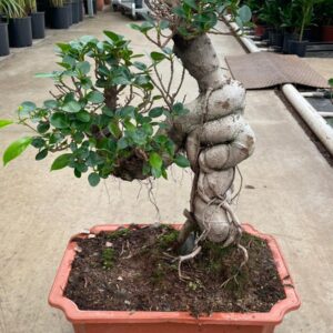 GİNSENG BONSAİ 50-60CM