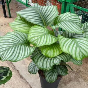 CALATHEA ORBİFOLİA 80-90 CM