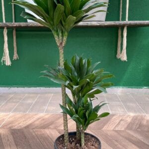 DEREMENSIS COMPACTA 3'LÜ 80-100CM