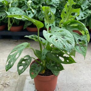 MONSTERA MONKEY MASA BOY