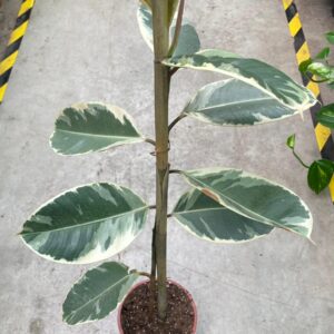 FICUS TİNEKE ALACALI KAUÇUK TEK GÖVDELİ