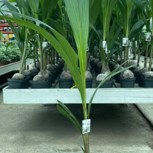 COCOS PALMİYESİ 100-140 CM