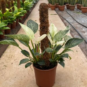 PHILEDENDRON SOPALI BİRKİN 80-90CM