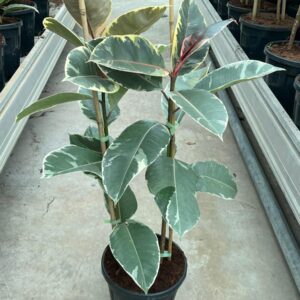 FICUS TINEKE ALACALI KAUÇUK 2'Lİ 80-100CM