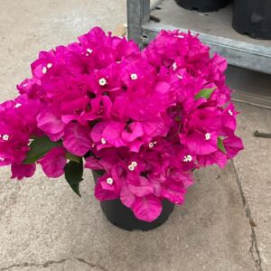 BEGONVİL 20-30 CM PEMBE