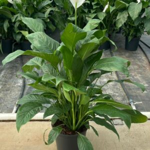 SPATHIPHYLLUM - BARIŞ ÇİÇEĞİ 100-120 CM