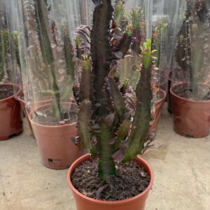 EUPHORBİA 30-50 CM