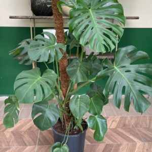 MONSTERA – DEVE TABANI 160-180 CM