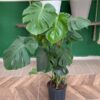 MONSTERA – DEVE TABANI 100-120 CM