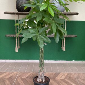 PACHIRA PARA AĞACI 120-140CM